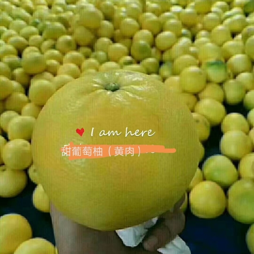洪江市甜葡萄柚，