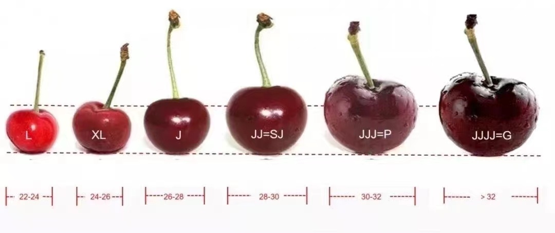 广州大量现货车厘子3J10斤