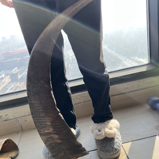 涟水县大白水牛角