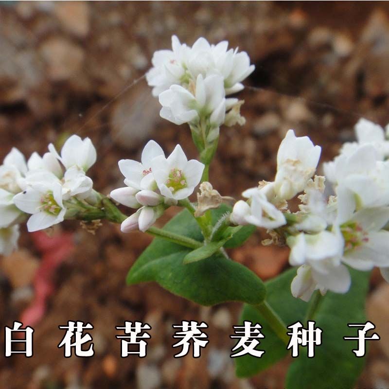 苦蕎麥種子，苦蕎麥種子甜蕎麥黑蕎麥種子苦蕎種子四季種植芽菜苗