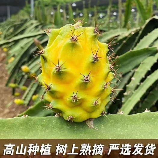 景洪市海南燕窝果/麒麟果云南种植基地，大量现货，一件代发，