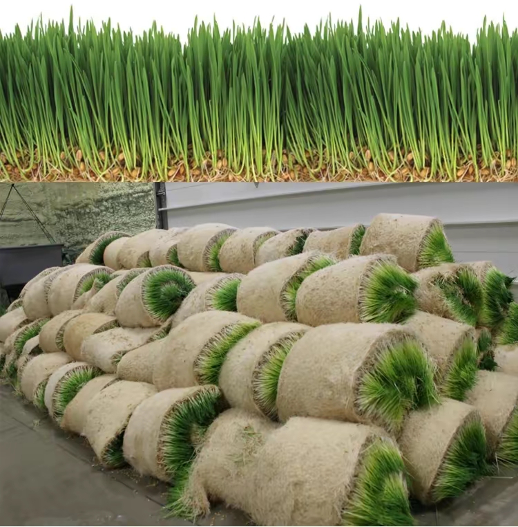 大麦草智能培育仓