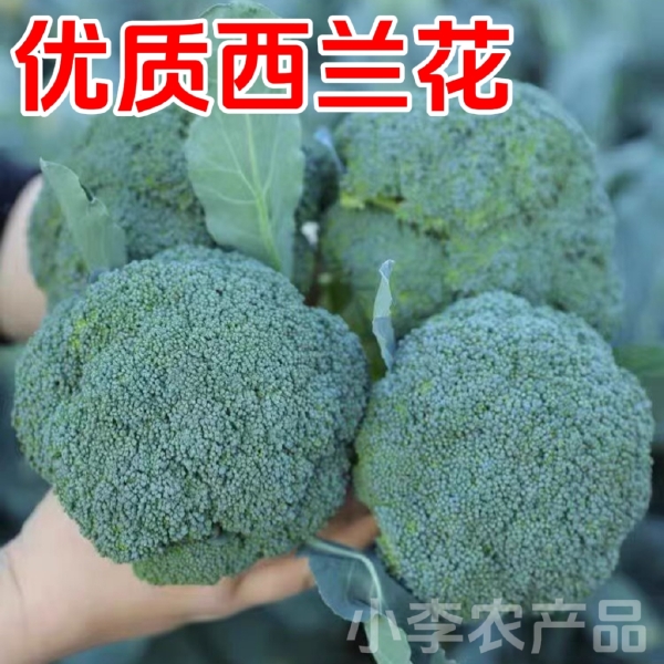 湖北西兰花优质西蓝花泡沫箱加冰袋装加冰散冰冰瓶翡翠西兰花