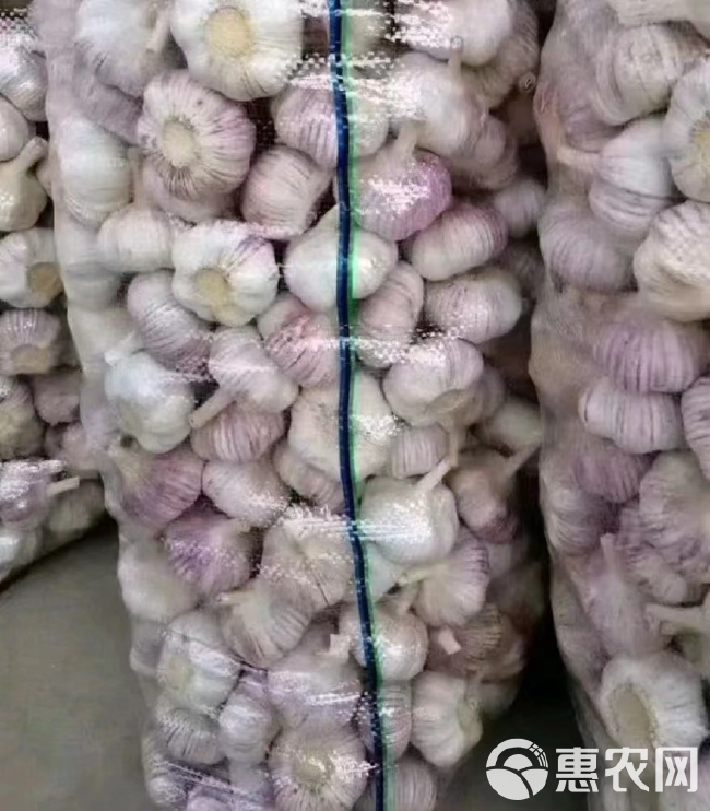 大蒜山东大蒜 货量充足 一手货源 品种齐全 按需做货出口大蒜