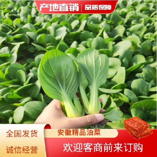 太和县安徽精品油菜 上海青 快菜 基地大量有货！