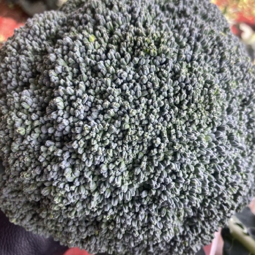 三门县浙江台州优秀耐寒西兰花