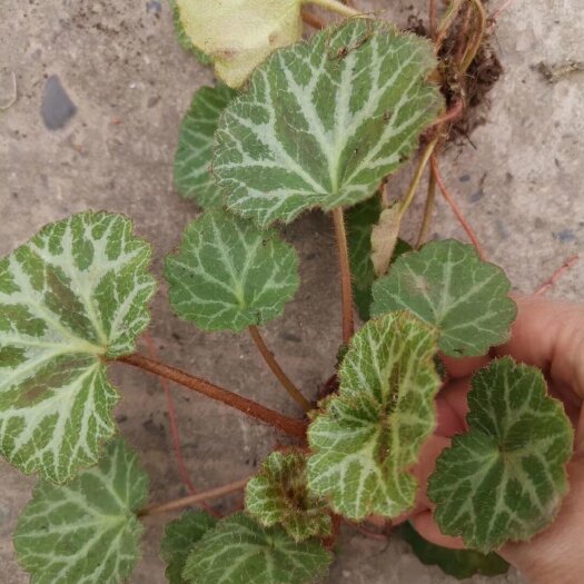 重庆市虎耳草现定现挖