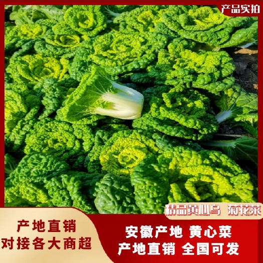 太和县安徽产地 黄心菜 产地直销 全国可发 大量精品有货