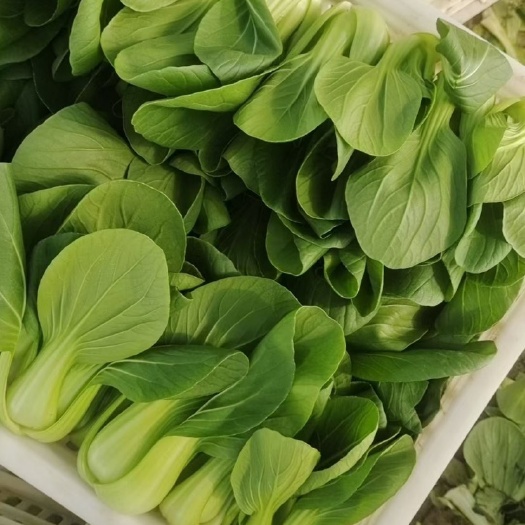 油菜、叶菜基地直供，质量优质，全年货源充足