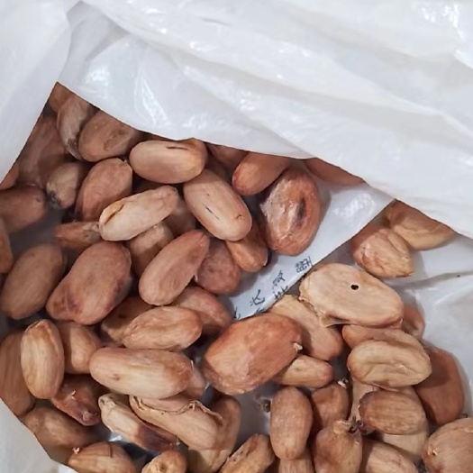 深圳可可豆