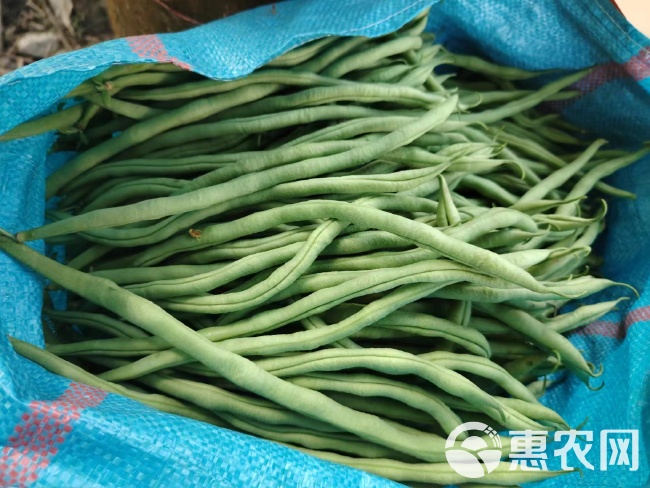 四季豆无筋豆角 40cm~70cm现摘无丝豆批发源头发货