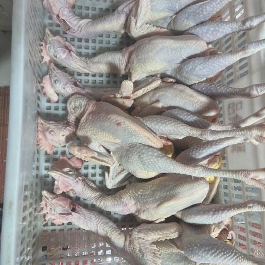 兰陵县蛋鸡