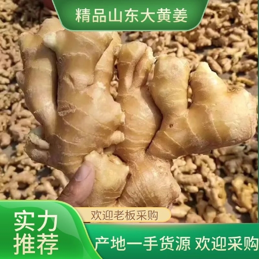 莒县大黄姜大量有货销售，水洗姜，风干姜，姜种大量有货销售，来电咨