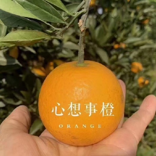 麻阳县冰糖橙