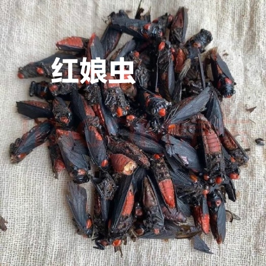 菏泽冷背昆虫，需要的下单，按需购买 数量有限 先到先得