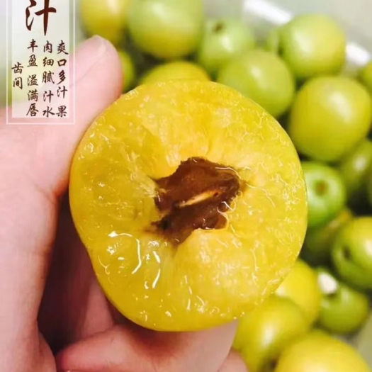 新泰市新疆小白杏树苗
