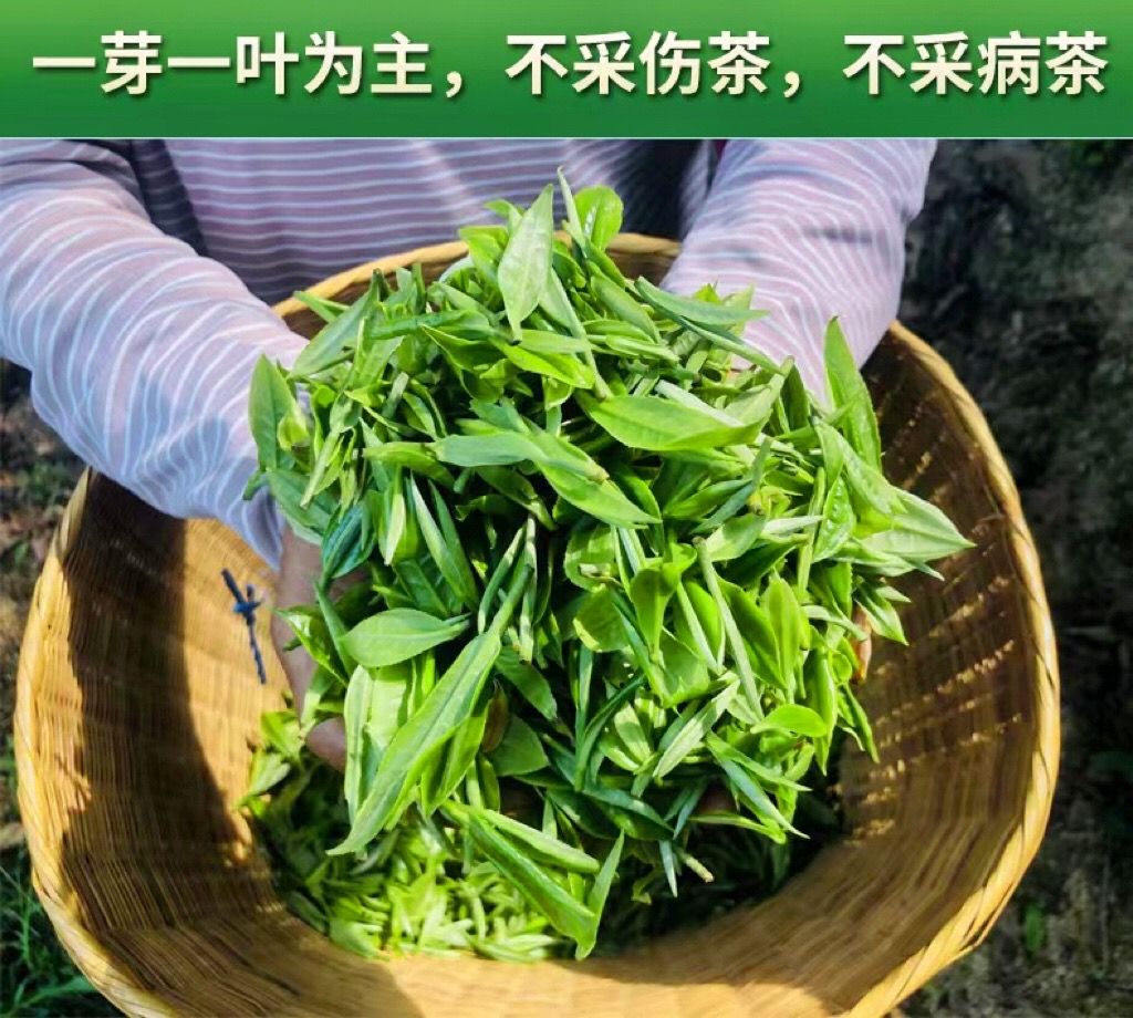 炒青绿茶回龙春茶。一个是春茶一个是混采。明前春茶，四季可喝。