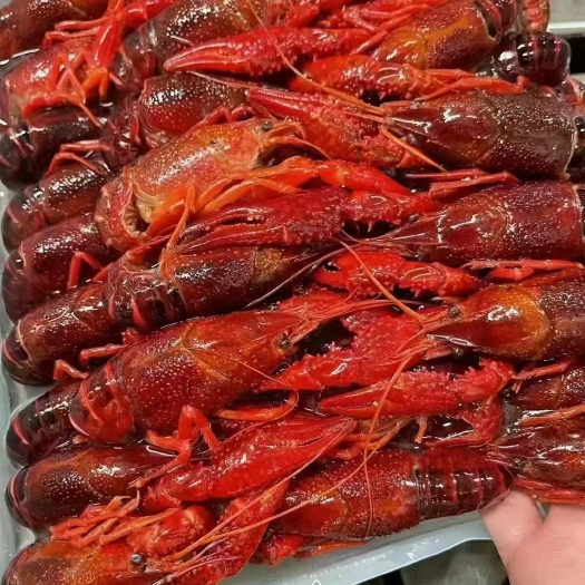 潜江市789纯红清水虾