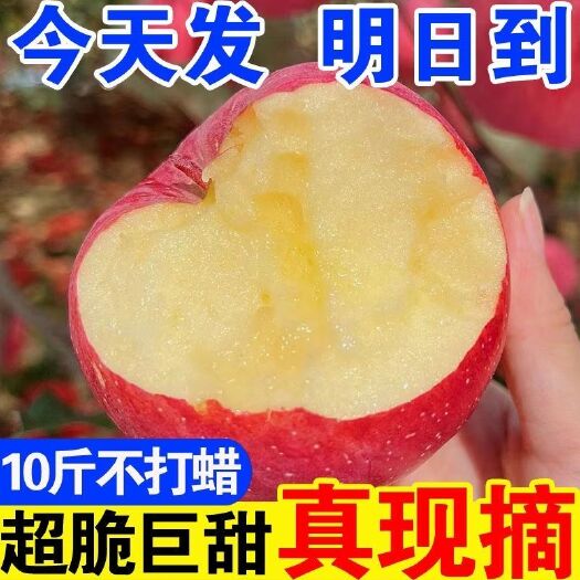 【现货速发】陕西红富士苹果冰糖心苹果当季新鲜水果整箱批发