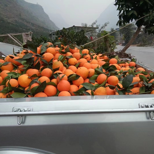 雷波县正宗大凉山雷波脐橙、蜂蜜香味、饱满多汁 甜  化渣爽口