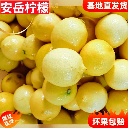 安岳县安岳柠檬种植基地直发大量供应大中小果不烂果鲜果水份足榨汁黄果