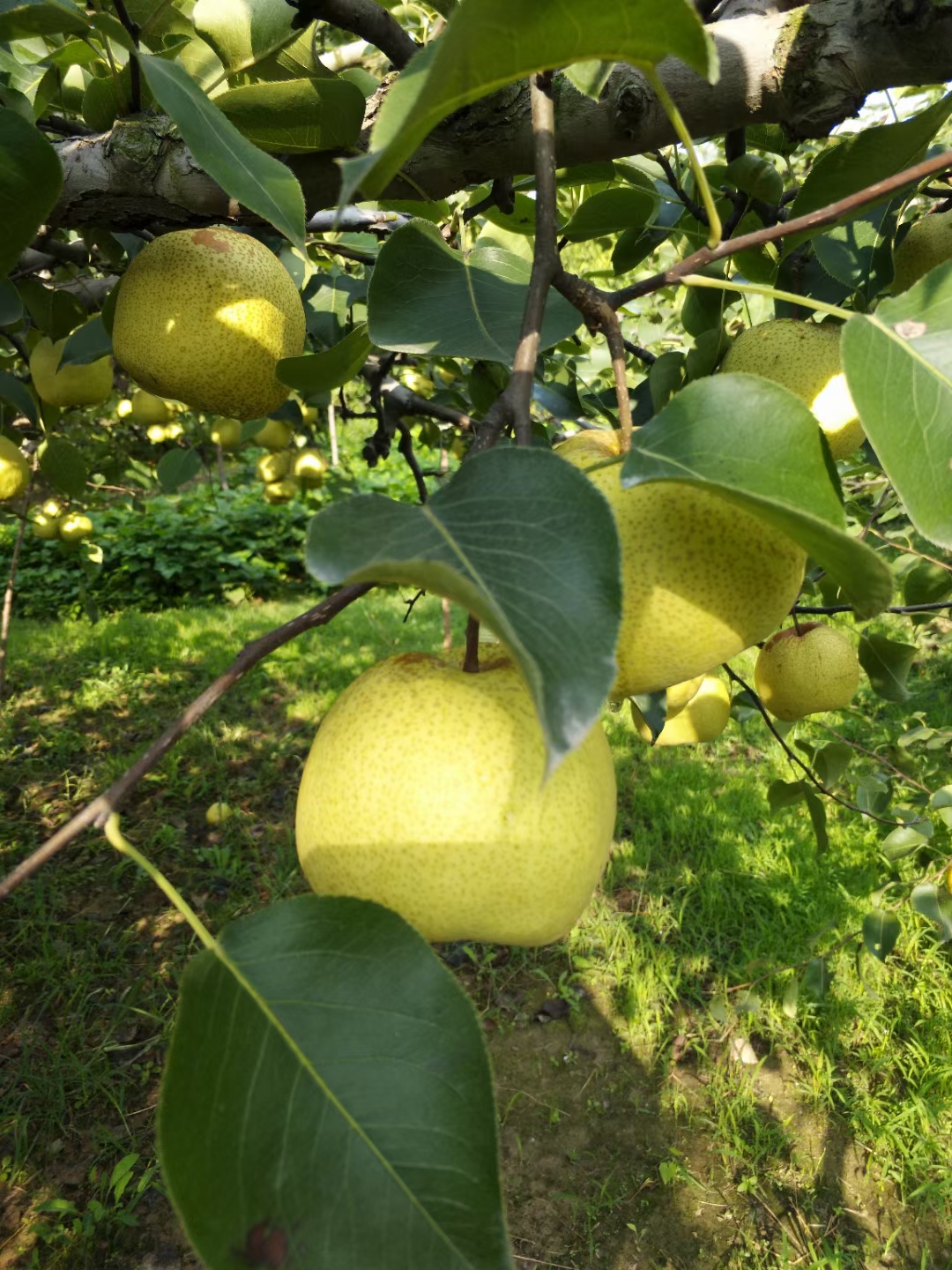 酥梨苗 皮薄多汁 中熟品种9月梨 砀山梨都之乡 现挖现发