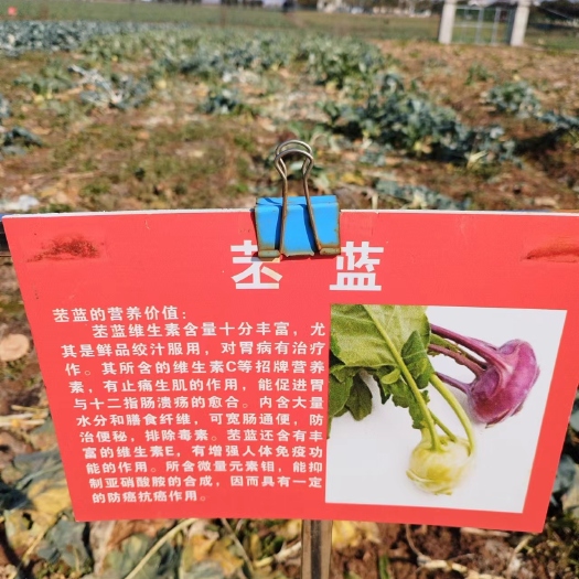 嘉鱼县苤蓝现货8000斤左右开卖