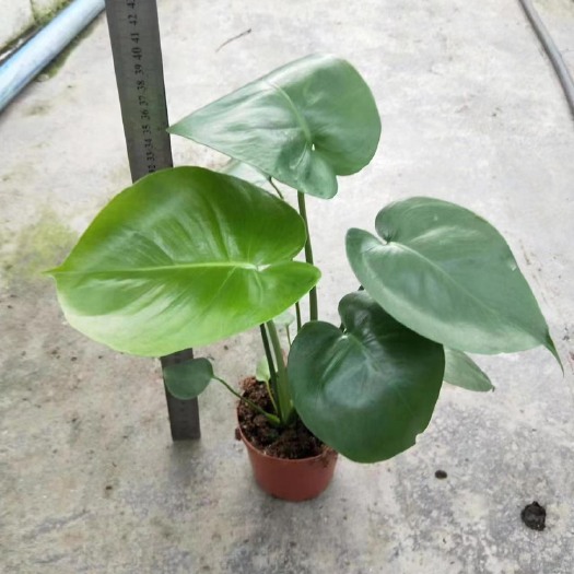 龟背竹，110红色盆，25装