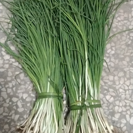 常宁市湖南新鲜野胡葱现摘现发当天发货天然野生胡葱