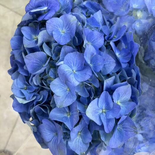 昆明绣球鲜切花