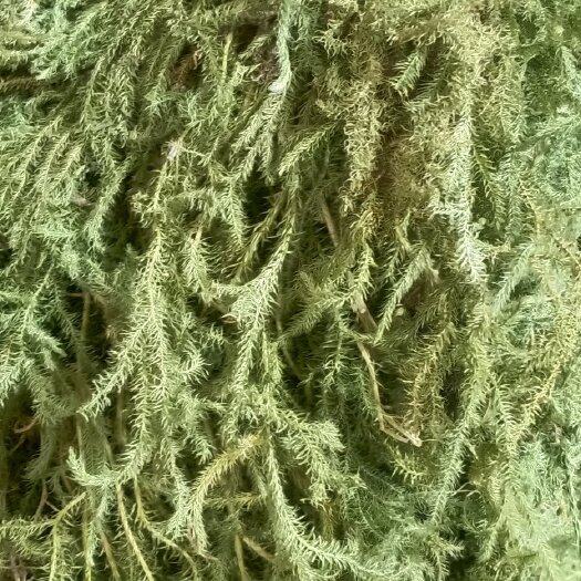 望谟县伸筋草