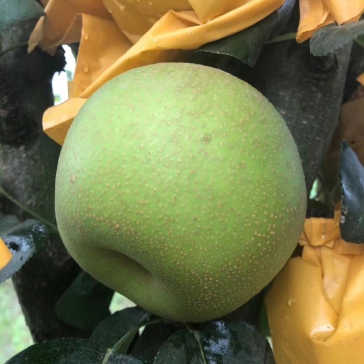 南阳翠冠梨苗 早熟品种 皮薄无渣 糖份高 六月雪梨苗保证品种质量