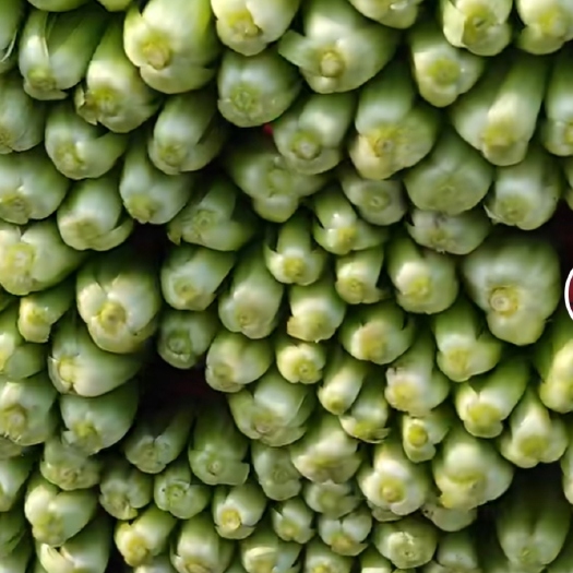 邯郸小白菜