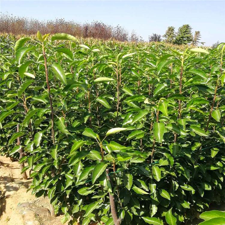 酥梨苗 皮薄多汁 中熟品种9月梨 砀山梨都之乡 现挖现发