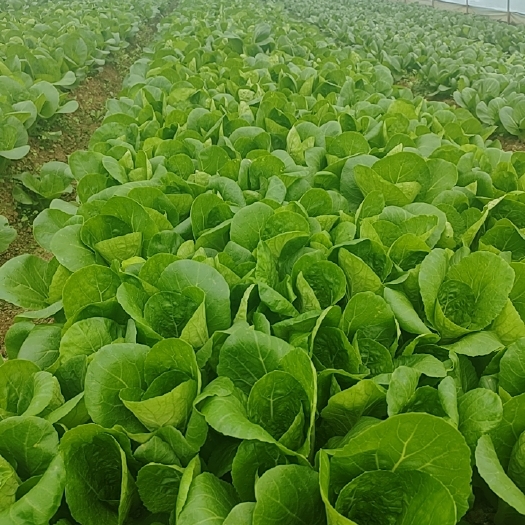 成都每天小白菜和上海青大量产出有需要的可联系
