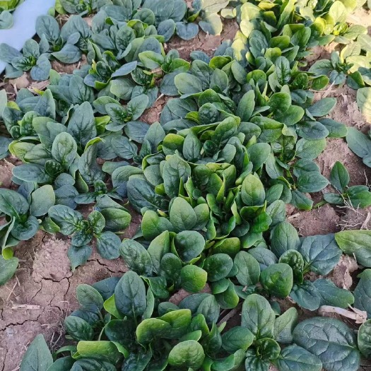 临颍县厚叶菠菜，趴地菠菜