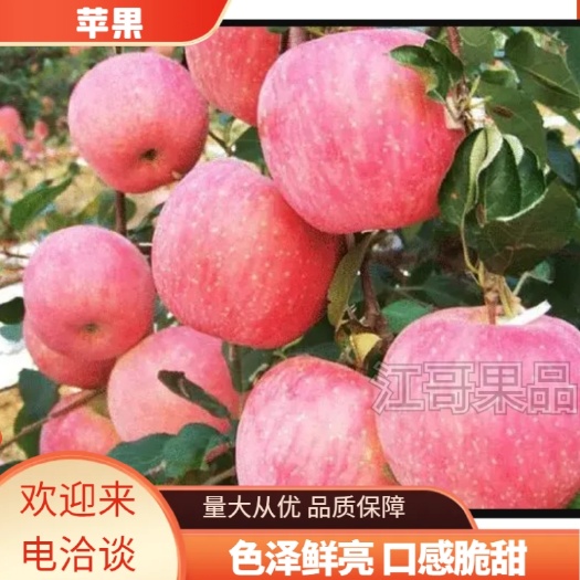 红富士苹果  河北纸袋富士苹果大量上市，质量保证，口感脆甜。