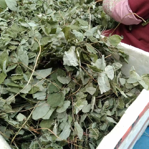 岷县甘肃岷县无杂草淫羊藿产地直销