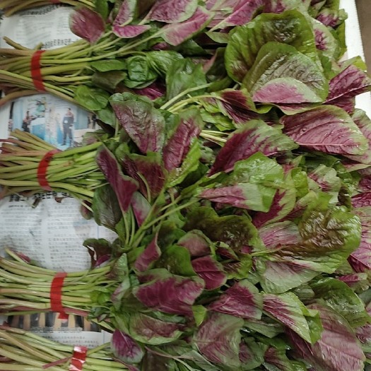 漳州精品红苋菜