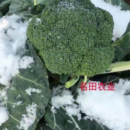 郑州超耐寒西兰花种子 个头大颜色绿，米粒小口感好 商品性好