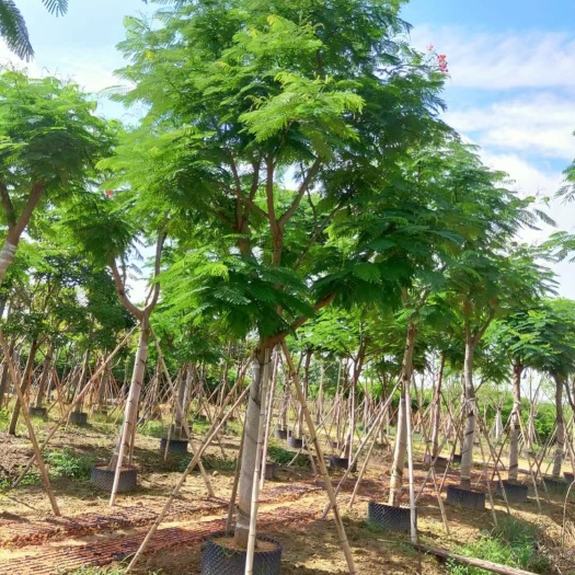 儋州市凤凰树 大量批发