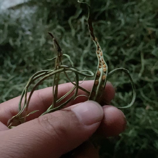 勐海县化石草肾精茶产地一手货源大货批发，一件代发