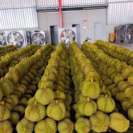 嘉兴泰国金枕榴莲