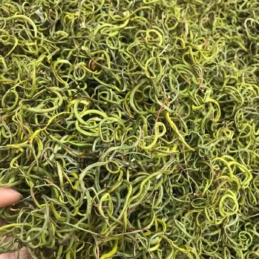 化石草