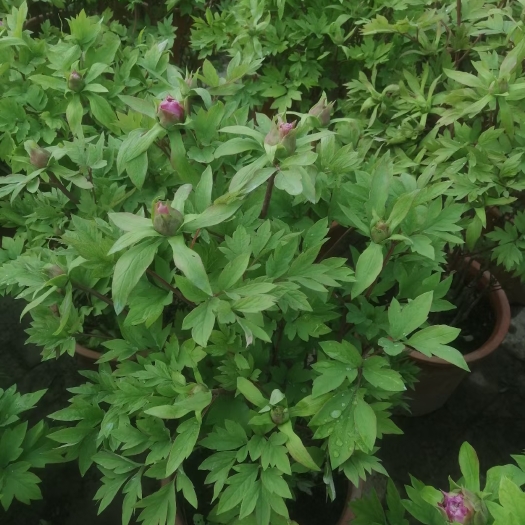 洛阳春节开花的牡丹