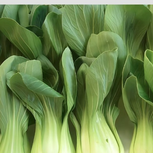 胶州市上海青小油菜
