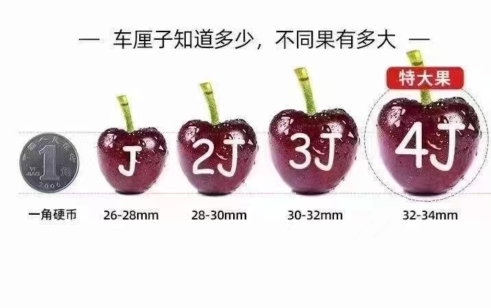 广州单J车厘子