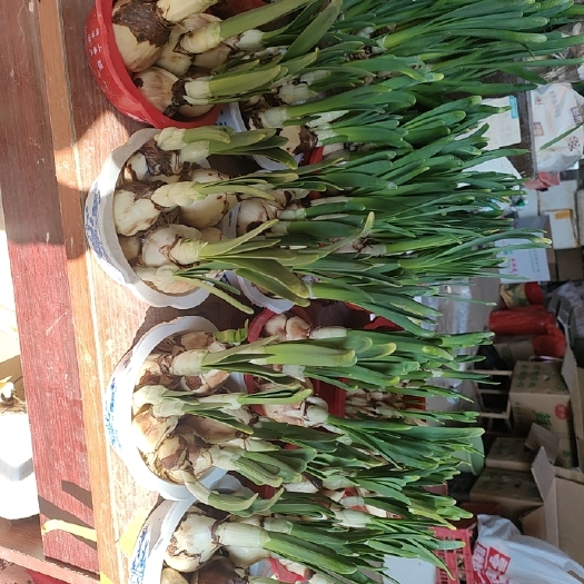 漳州已长叶子年货水仙花盆栽植物室内花卉好养水培年宵花水养水仙花