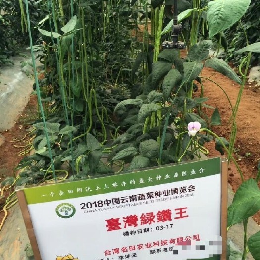 郑州春季青豆角种子