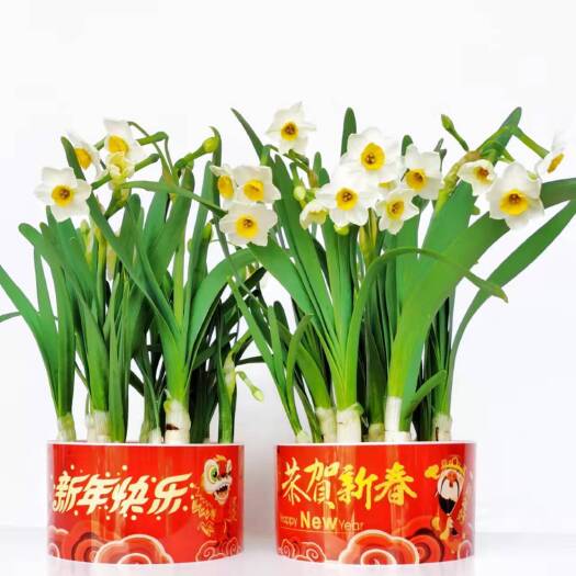 漳州新年款水仙花水仙花种球漳州水仙室内植物花卉水养耐寒冬季水培开